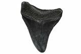 Fossil Megalodon Tooth - South Carolina #374771-1